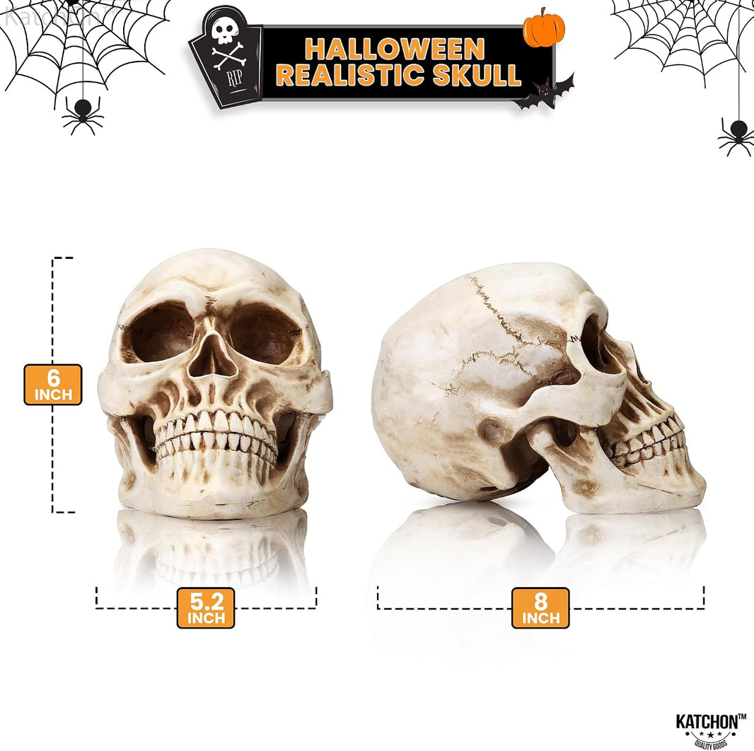 KatchOn, Life Size Human Skull Model 1:1 - Realistic Halloween Human Skull Replica Model | Resin Skull Head Props for Outdoor Halloween Decorations for Home | Skull Decorations Indoor